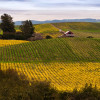 Fall Vineyards  Napa Valley (2) Medium
